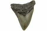 Bargain, Fossil Megalodon Tooth - North Carolina #200683-1